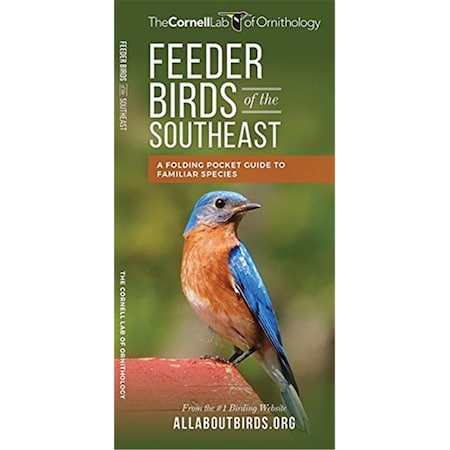 Feeder Birds Of The Southeast US Guide